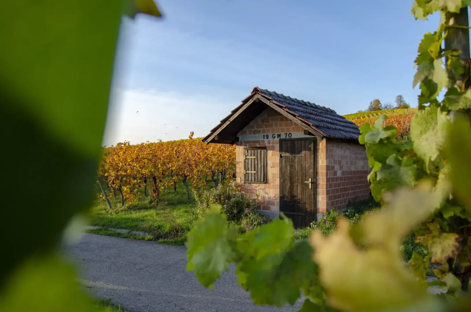 Ein kleiner Ziegelschuppen mit Ziegeldach steht an einem Weg, umgeben von Weinstöcken mit Herbstlaub. Im Vordergrund rahmen grüne Blätter das Bild ein, und im Hintergrund erstreckt sich ein Weinberg unter einem klaren Himmel.