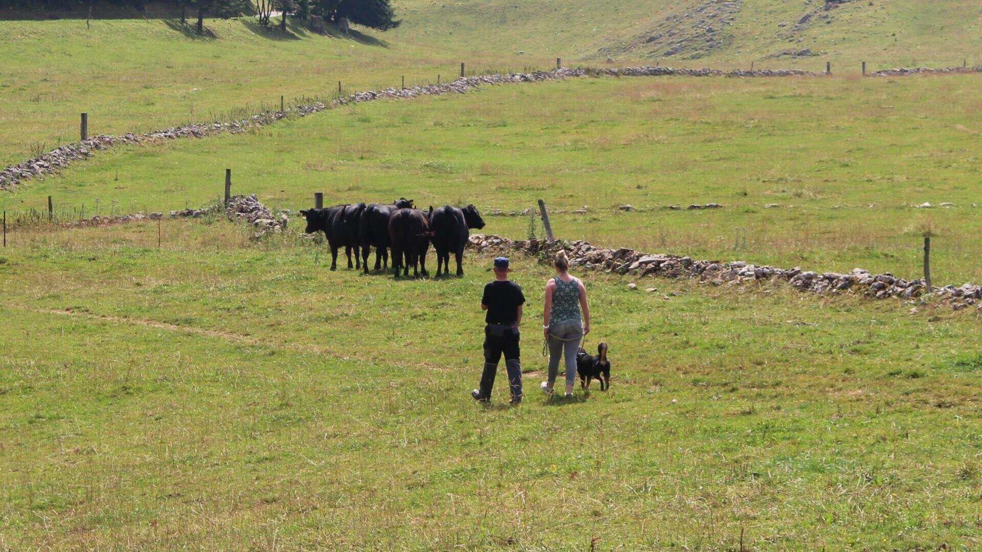Zwei Menschen und ein kleiner Hund stehen auf einer grasbewachsenen Wiese und blicken auf eine Gruppe schwarzer Kühe in der Nähe eines Steinzauns unter einem sonnigen Himmel. Die ländliche Landschaft erstreckt sich im Hintergrund.