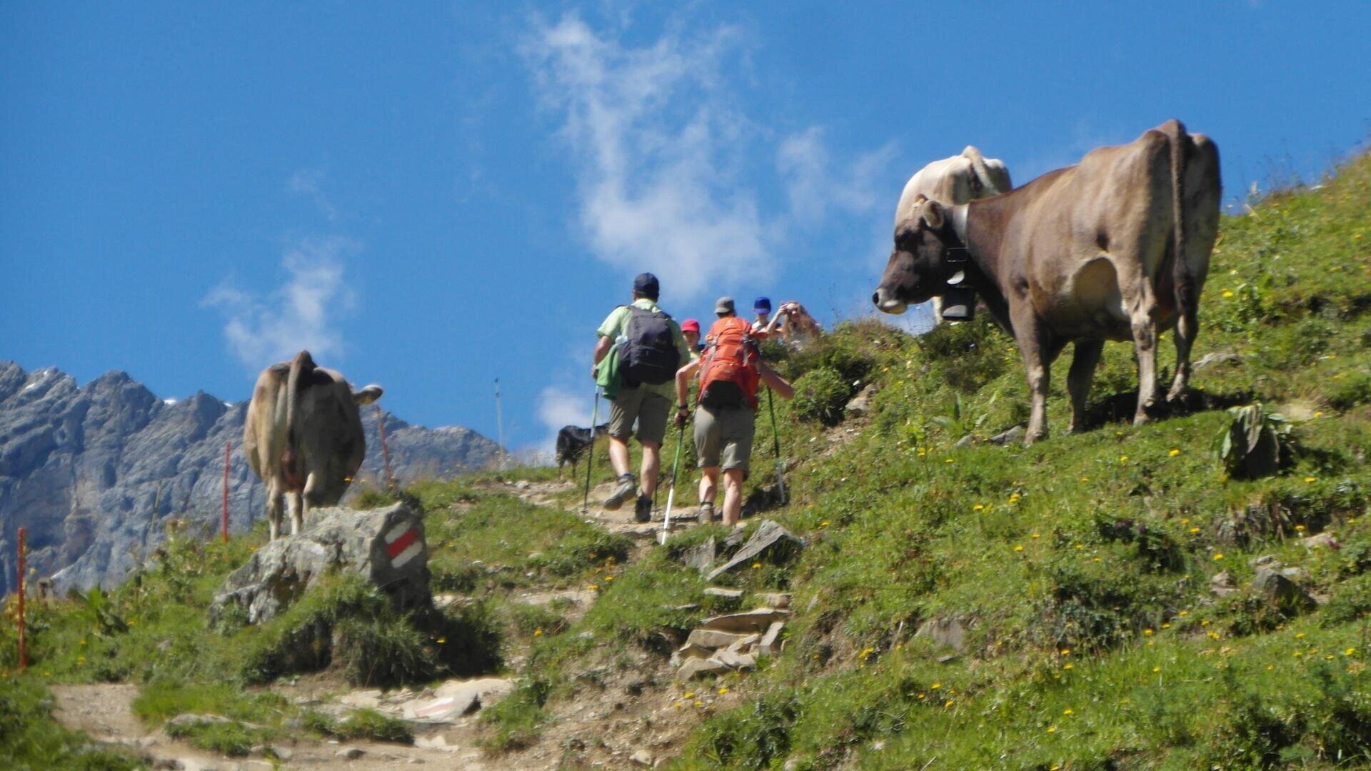 Wanderer mit Rucksäcken steigen einen Bergpfad hinauf, umgeben von grasenden Kühen an einem grasbewachsenen Hang unter einem strahlend blauen Himmel mit ein paar Wolken.