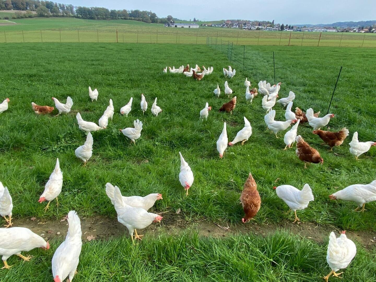 Eine große Herde weißer und brauner Hühner streift umher und pickt im Gras auf einem weitläufigen, grünen Feld mit einer ländlichen Landschaft und fernen Gebäuden im Hintergrund.