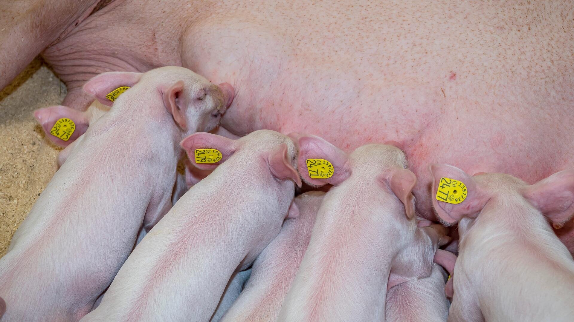Fünf Ferkel mit gelben Ohrmarken werden von ihrer Mutter gesäugt, liegen nebeneinander und fressen an ihrer Unterseite. Die Szene scheint in einem Stall mit sandigem Boden zu spielen.