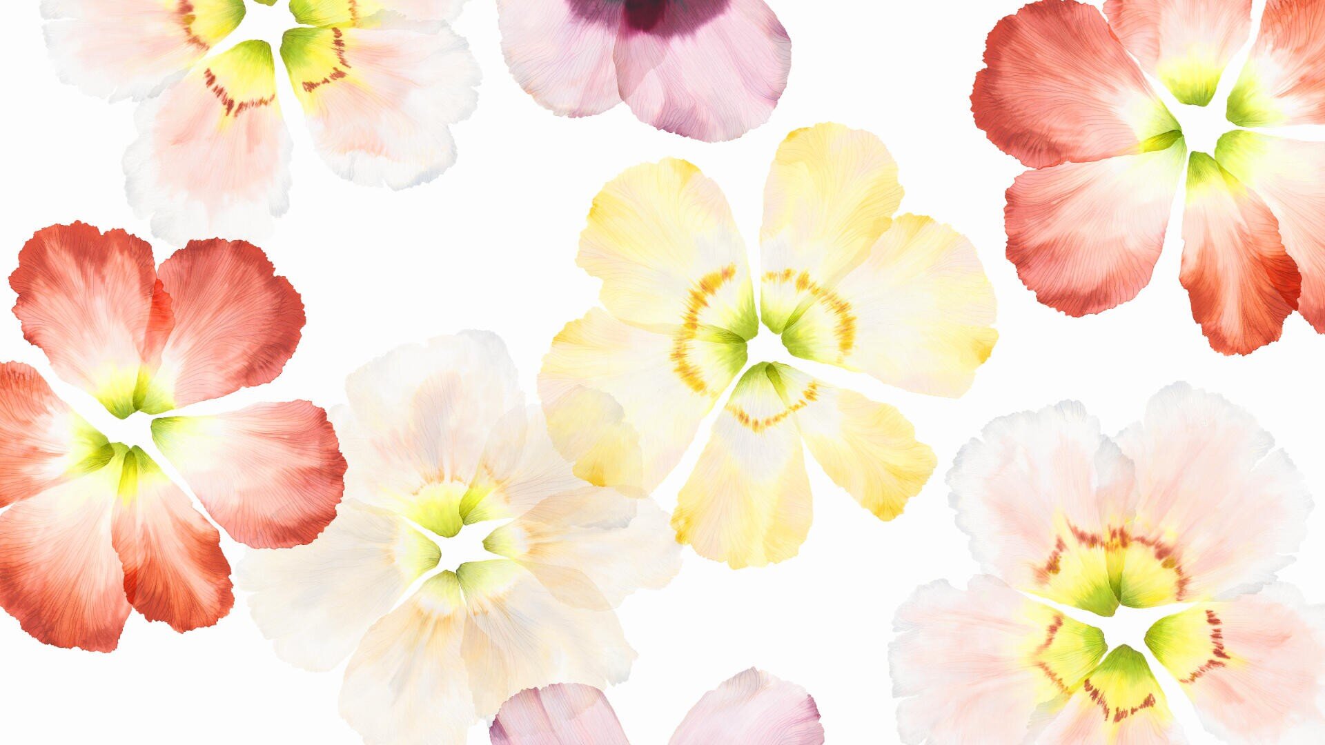 Ein nahtloses Muster aus pastellfarbenen Hibiskusblüten in Rot-, Rosa-, Gelb- und Weißtönen, verstreut auf einem weißen Hintergrund.