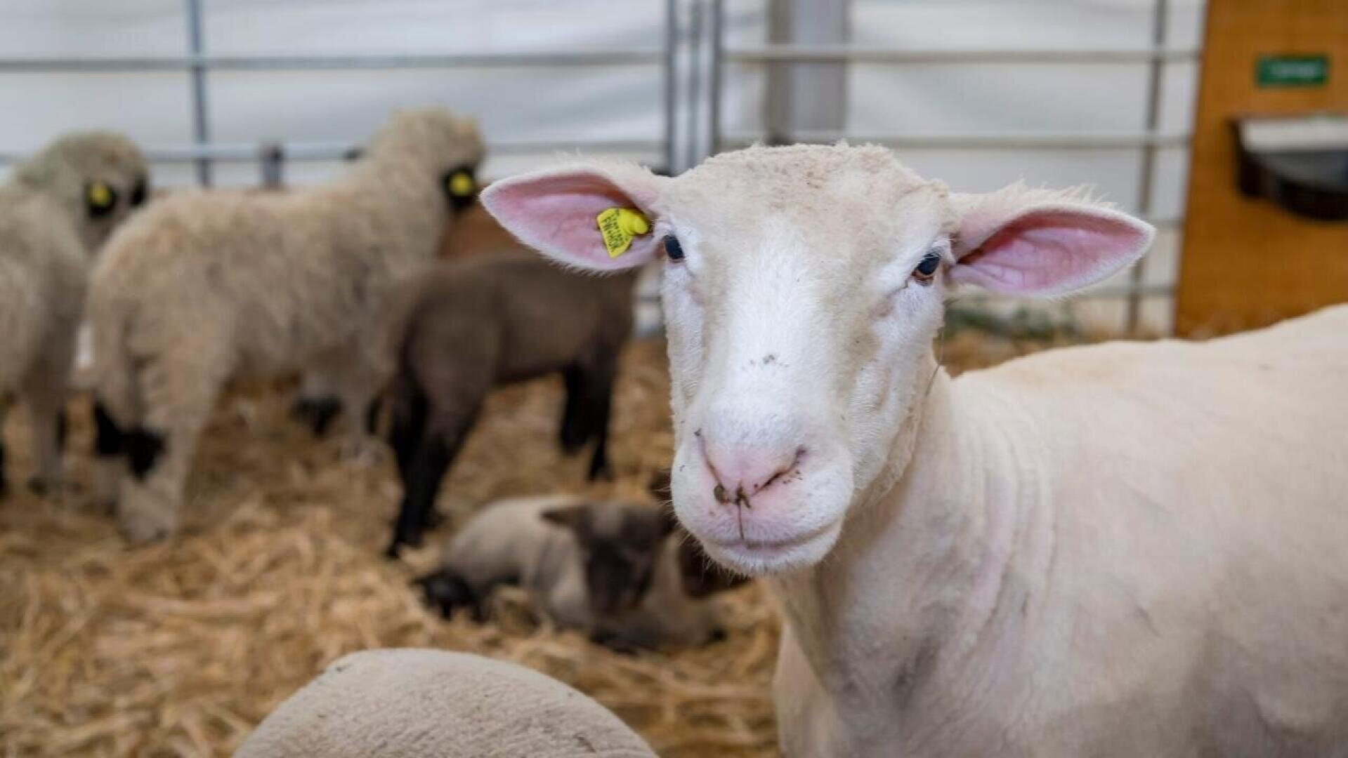 Nahaufnahme eines weißen Schafs mit einer gelben Ohrmarke, das in einem Pferch mit Stroheinstreu steht. Im Hintergrund sind mehrere andere Schafe, darunter auch Lämmer, in dem Gehege zu sehen.