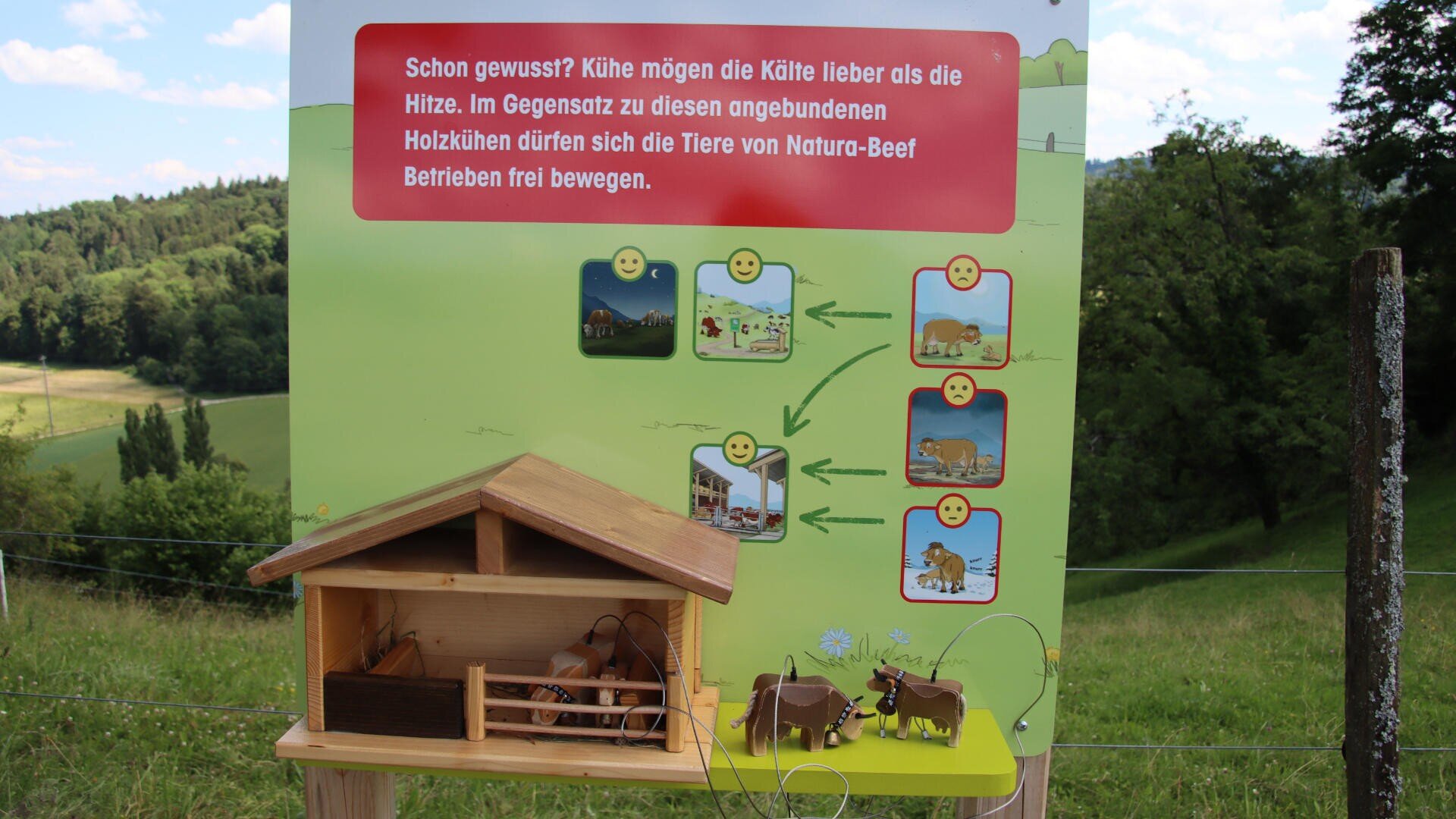 Ein deutsches Lehrschild im Freien erklärt die Vorliebe von Kühen für Kälte gegenüber Wärme, mit Abbildungen von Kühen im Innen- und Außenbereich und einem kleinen hölzernen Modellstall im Vordergrund. Im Hintergrund sind grüne Felder und Bäume zu sehen.