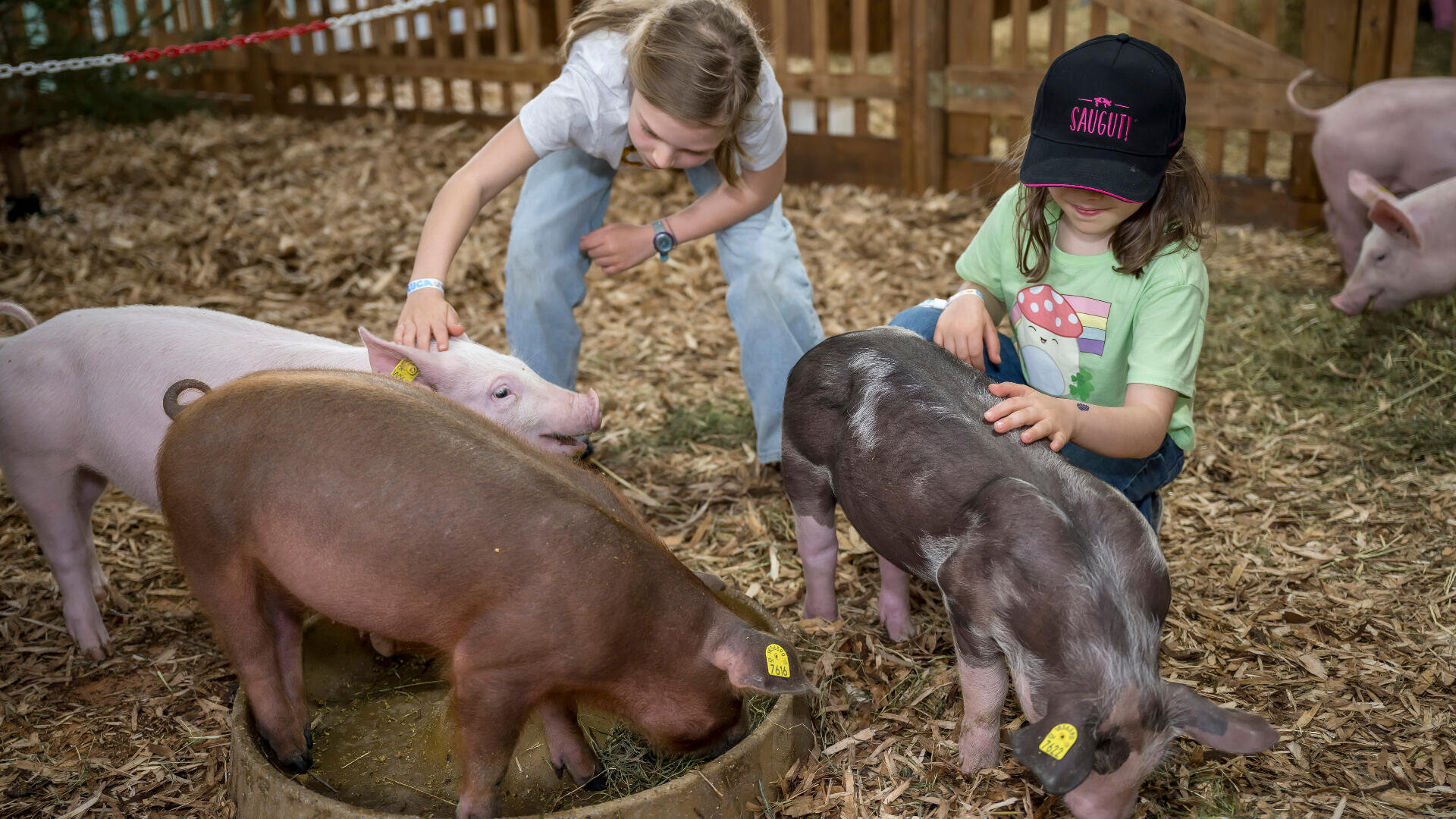 Zwei Kinder streicheln und füttern vier Ferkel in einem mit Holzspänen ausgelegten Stall. Ein Kind trägt eine Mütze und ein grünes Hemd, das andere beugt sich vor, um ein Ferkel zu streicheln. Die Szene ist lebhaft und im Freien angesiedelt.