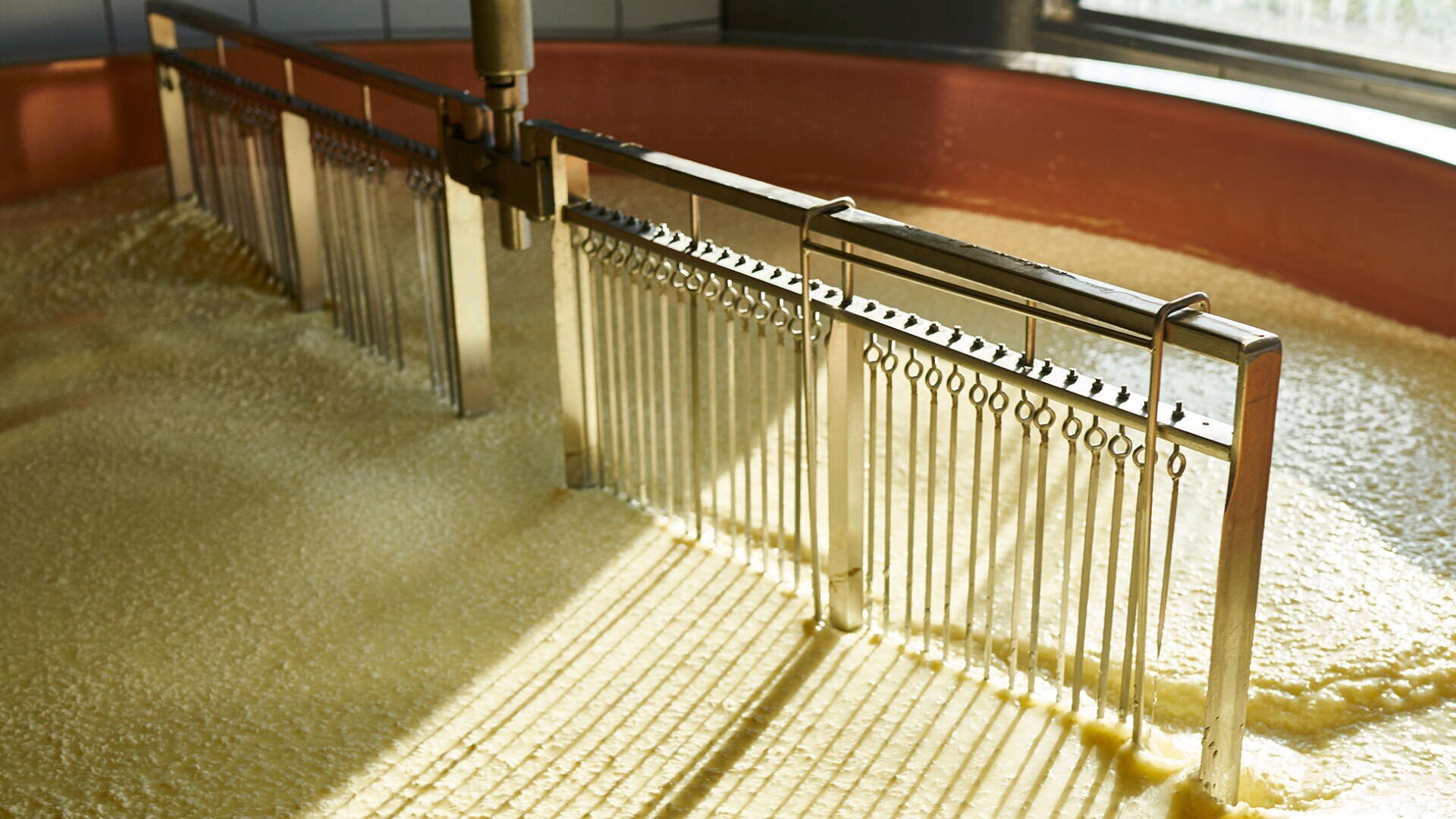 Große Käsemesser aus Metall schneiden durch die geronnene Milch in einem Käsebottich und trennen den Käsebruch von der Molke in einer hellen, industriellen Käsereianlage.