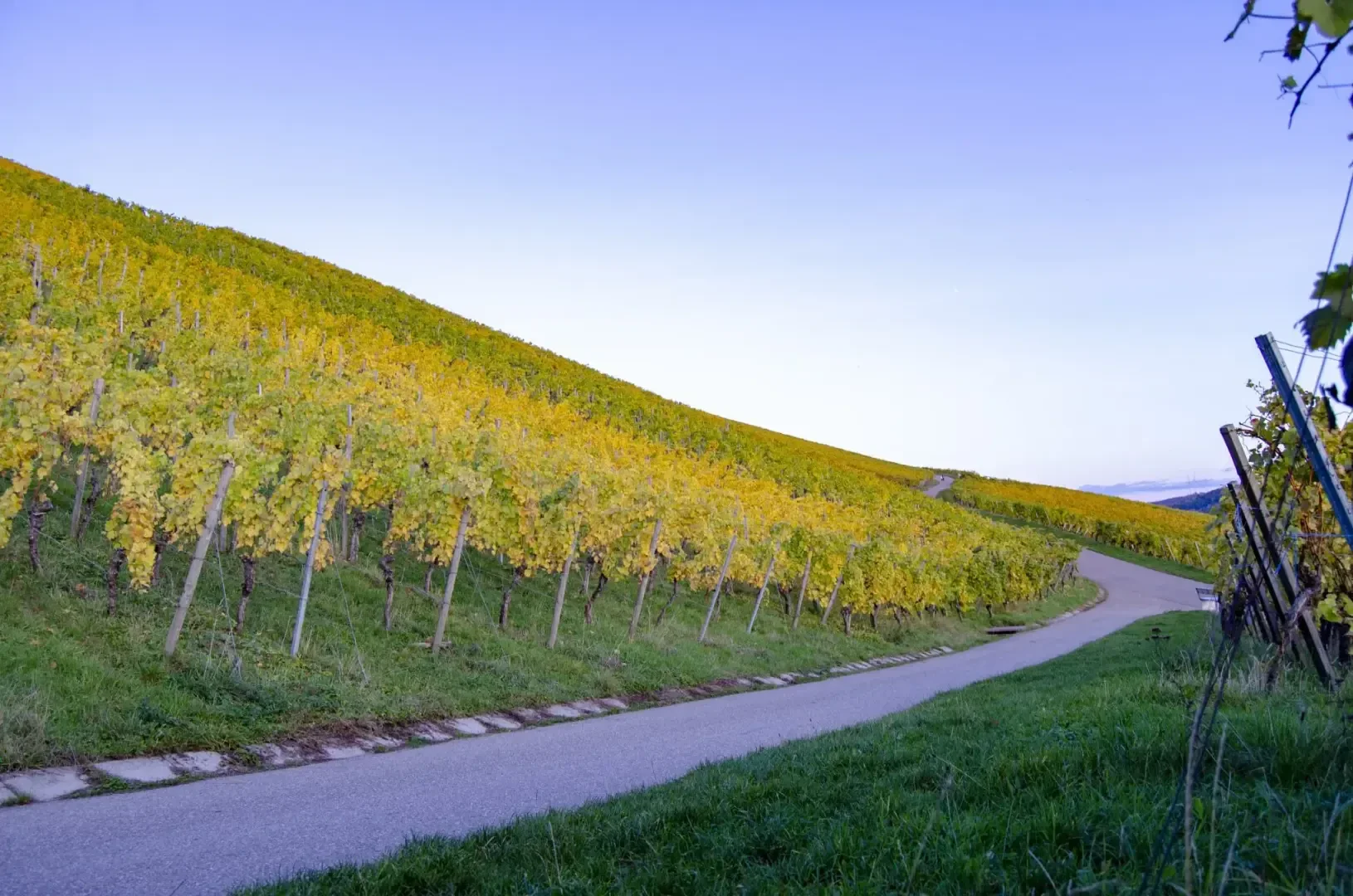 Ein gewundener Pfad schlängelt sich durch einen hügeligen Weinberg mit gelben Rebzeilen unter einem klaren blauen Himmel. Gras säumt den Weg und der Weinberg erstreckt sich in die Ferne.