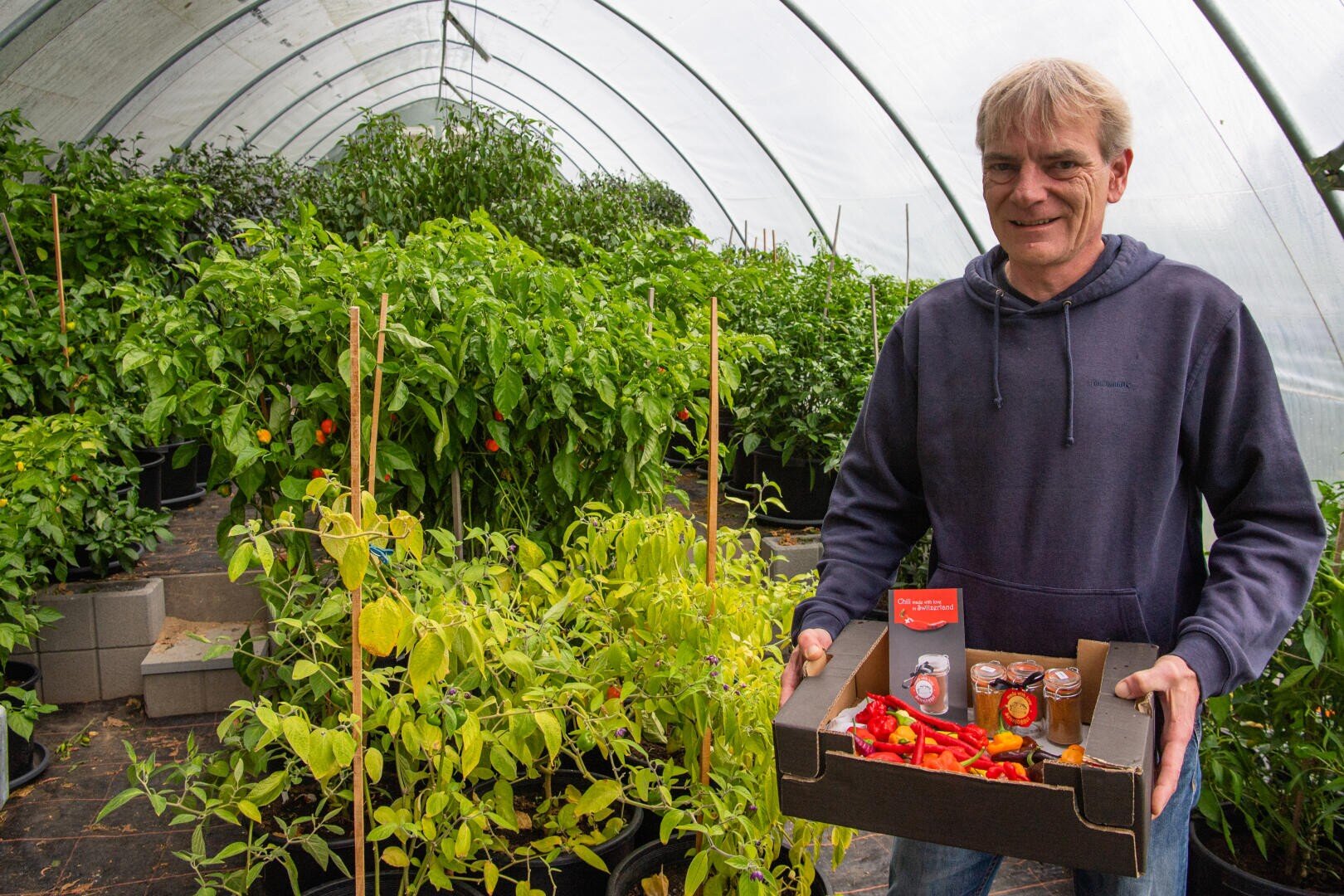 Ein Mann in einem blauen Kapuzenpulli steht in einem Gewächshaus mit einer Schachtel Chilischoten und Gläsern, umgeben von üppigen Paprikapflanzen in Töpfen. Das Gewächshaus ist mit leuchtend grünem Laub gefüllt.