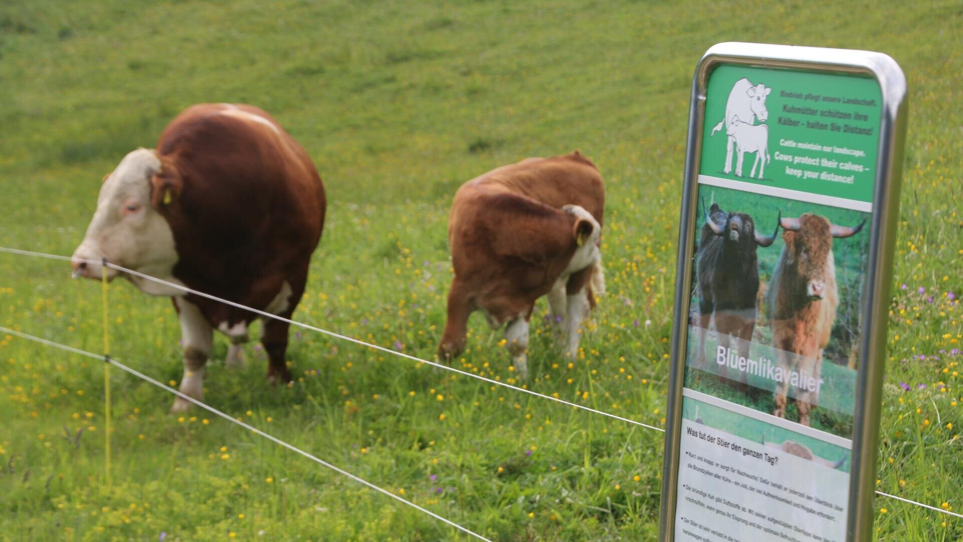 Zwei Kühe stehen hinter einem dünnen Elektrozaun in einem grasbewachsenen Feld mit gelben Blumen. Ein Warnschild davor warnt vor Stieren und rät den Menschen, Abstand zu den Tieren zu halten.