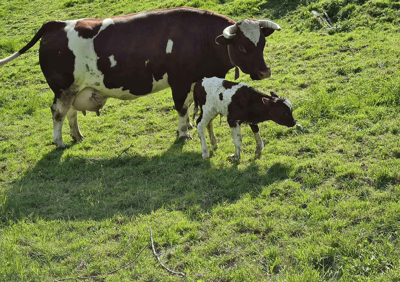 Eine braun-weiße Kuh steht im Gras neben ihrem Kalb, das eine ähnliche Färbung hat. Beide befinden sich auf einer sonnenbeschienenen, grasbewachsenen Wiese. Die Kuh schaut auf das Kalb, das dicht neben ihr steht.