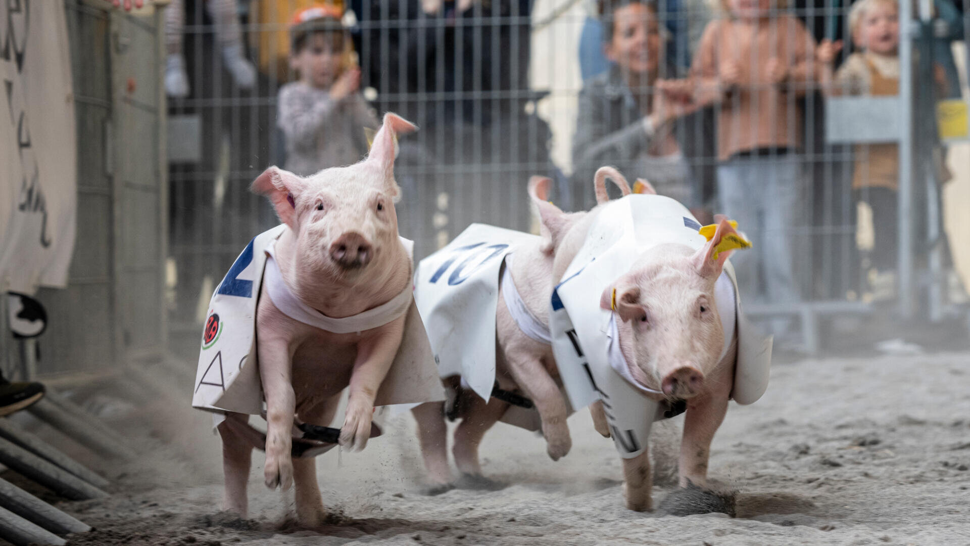 Zwei Schweine in nummerierten Westen liefern sich ein Rennen auf einer Sandbahn, während im Hintergrund hinter einem Metallzaun eine Menge aufgeregter Kinder und Erwachsener zusieht.