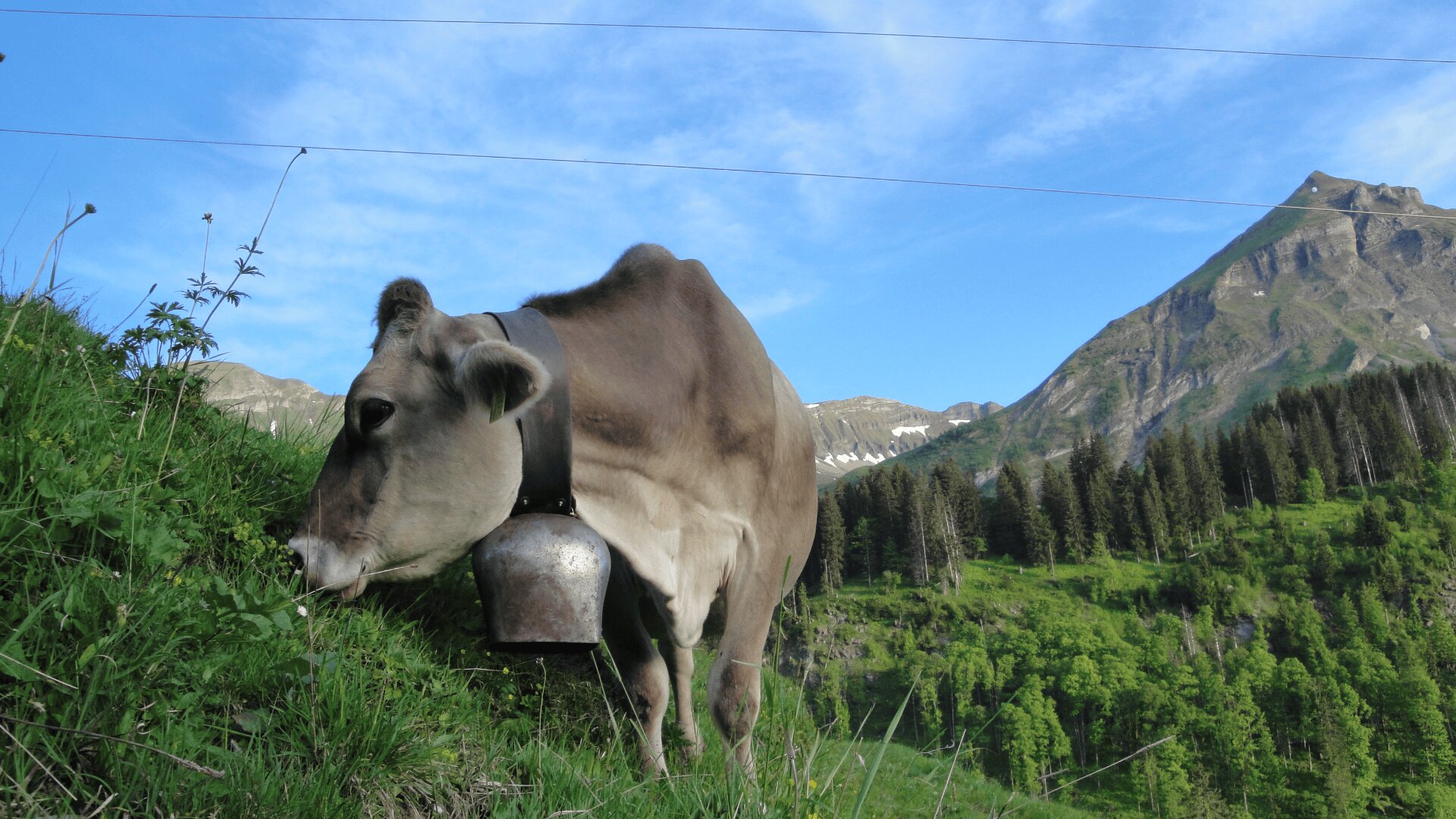 Eine braune Kuh mit einer großen Glocke um den Hals weidet auf einem grasbewachsenen Hügel mit Kiefern und einem grünen Berg unter einem blauen Himmel im Hintergrund.