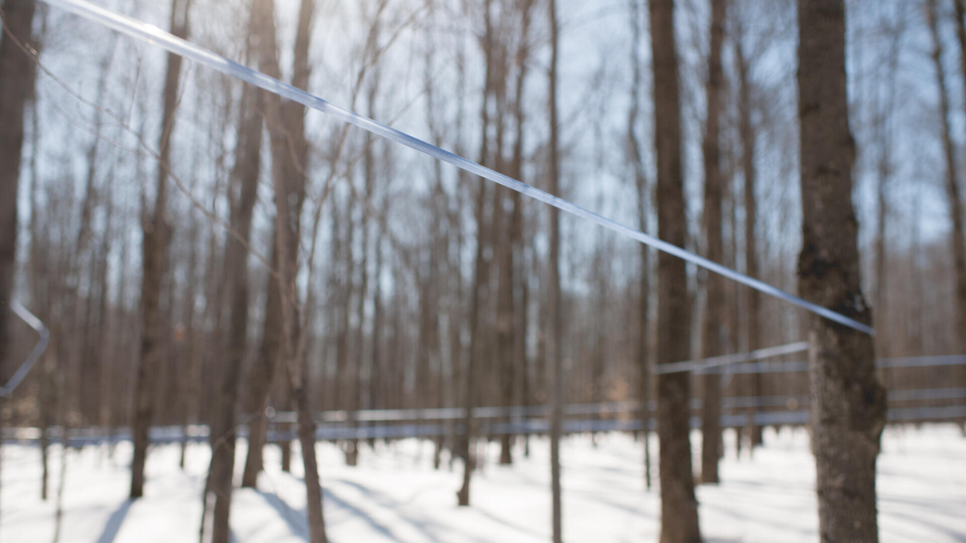 Blaue Plastikschläuche verlaufen zwischen blattlosen Bäumen in einem verschneiten Wald, die wahrscheinlich zum Sammeln von Ahornsaft verwendet werden. Das Sonnenlicht fällt durch die Bäume und wirft lange Schatten auf den schneebedeckten Boden.