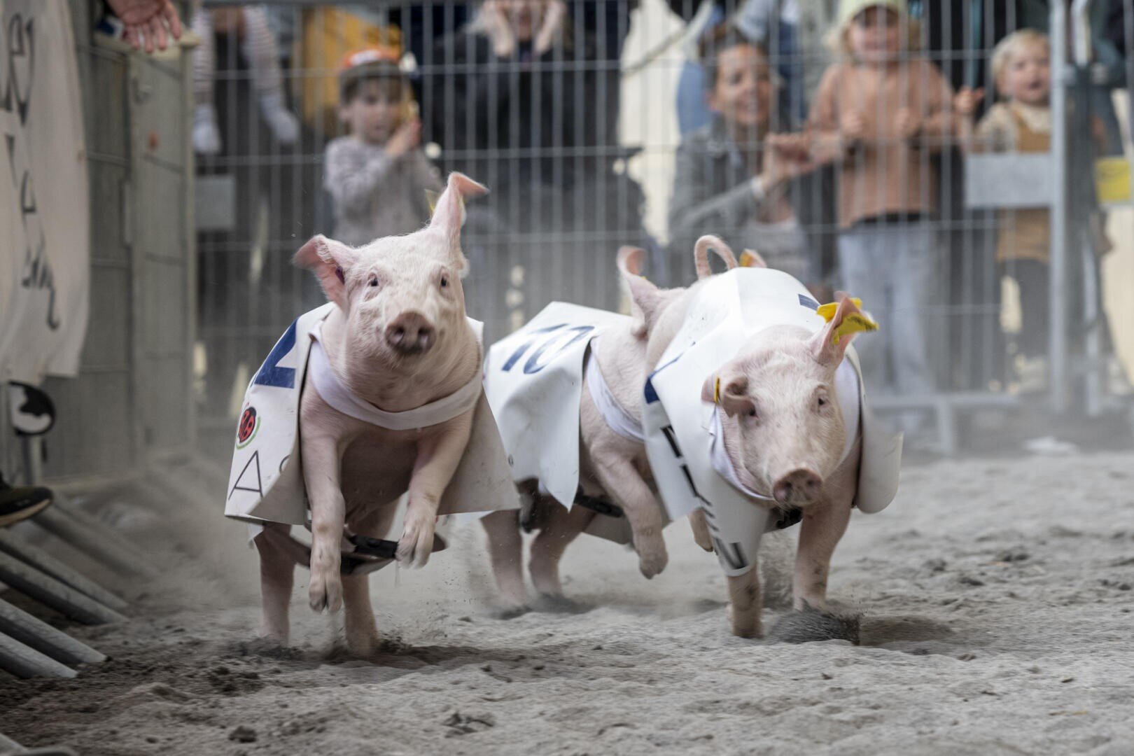 Zwei Ferkel, die nummerierte Rennwesten tragen, rennen auf einer Sandbahn, beobachtet von einer aufgeregten Menge von Kindern und Erwachsenen hinter einem Metallzaun.