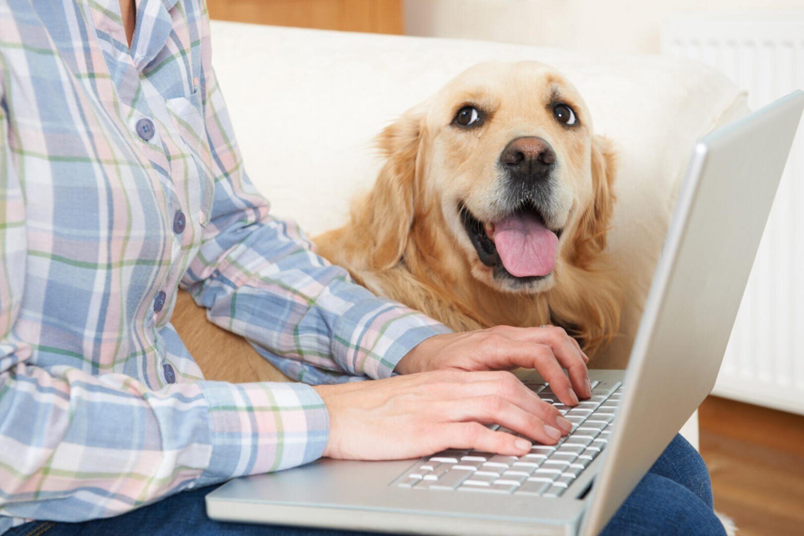 Eine Person in einem karierten Hemd tippt auf einem Laptop, während sie auf einer Couch sitzt, und ein glücklicher Golden Retriever sitzt daneben und schaut mit herausgestreckter Zunge in die Kamera.