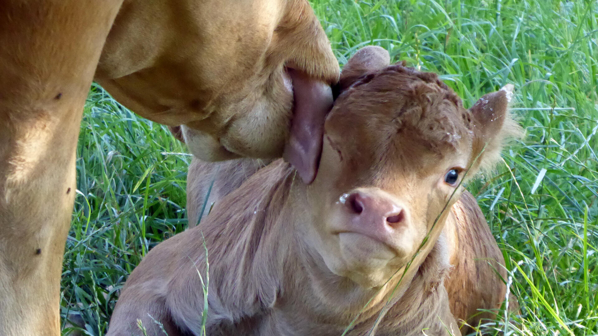 Eine Mutterkuh streichelt sanft ihr Kalb, das im grünen Gras liegt und in die Kamera schaut. Das Kalb wirkt ruhig und umsorgt, während die Mutter ihre Zuneigung zeigt.