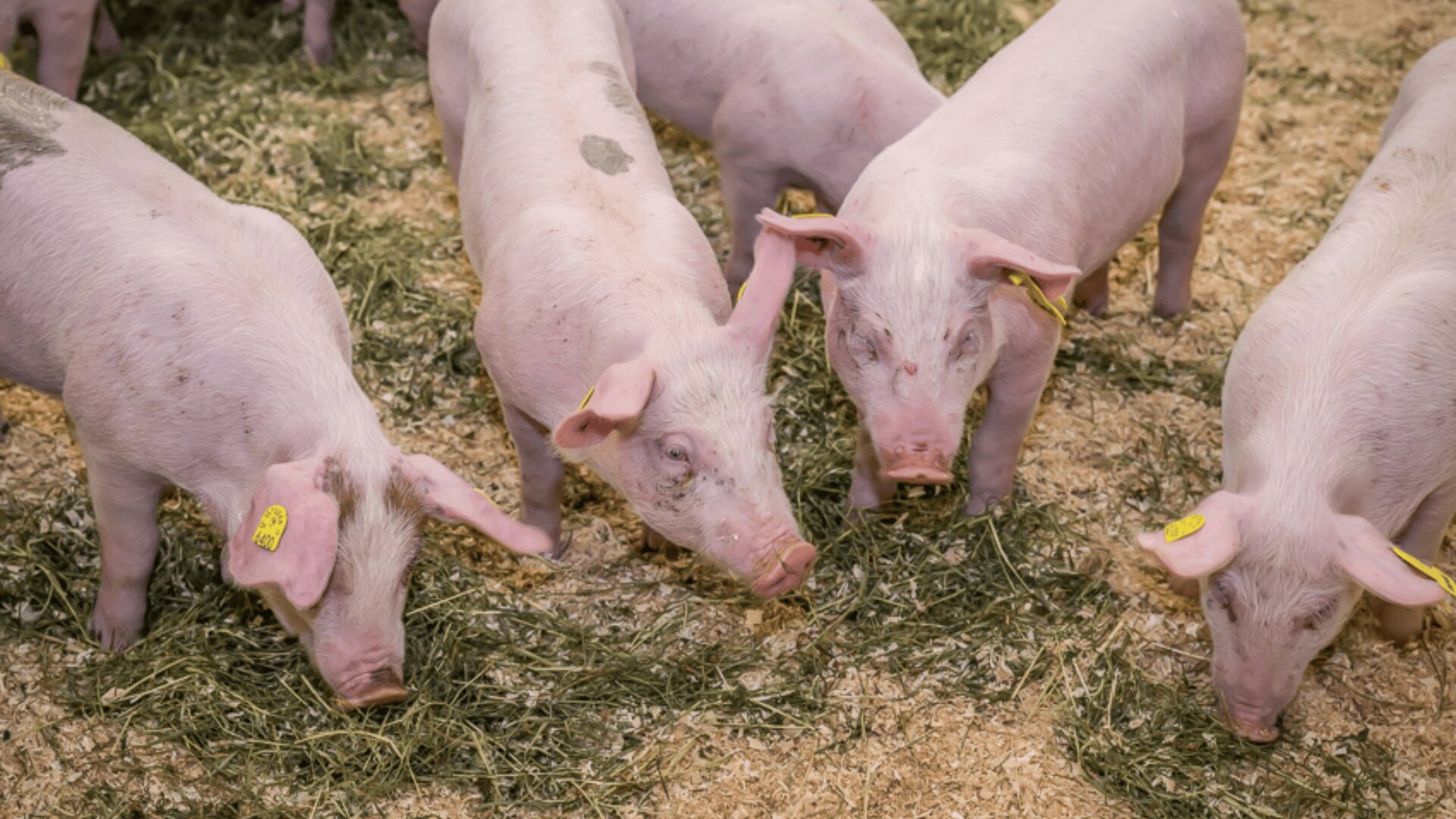 Vier rosa Ferkel mit gelben Ohrmarken stehen auf Stroh, schnüffeln und fressen grünes Gras in einem Pferch. Der Boden ist mit Heu und Sägemehl bedeckt. Die Ferkel wirken gesund und munter.