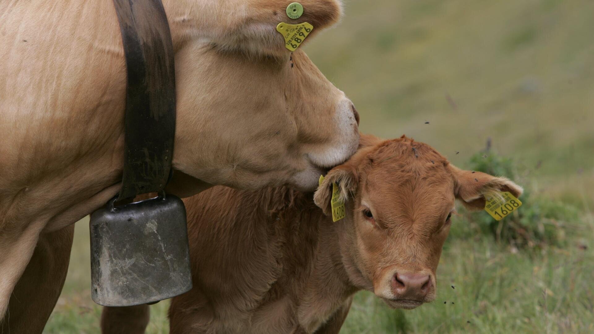 Eine Kuh mit einer großen Glocke um den Hals streichelt ein Kalb mit gelben Ohrmarken auf einer grasbewachsenen Wiese. Das Kalb hat seine Augen teilweise geschlossen, während es gestriegelt wird. Um sie herum sind mehrere kleine Fliegen zu sehen.
