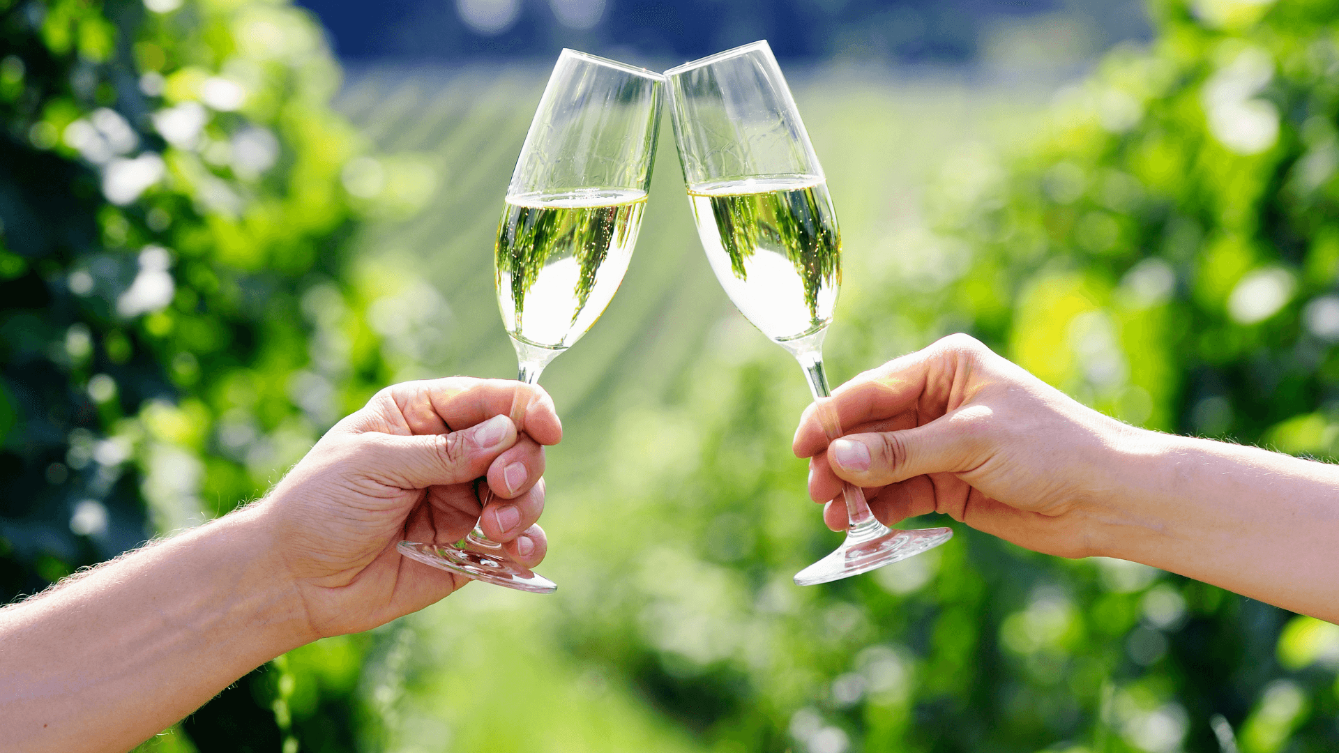 Zwei Hände, die mit Sekt gefüllte Gläser aneinanderstoßen, im Freien, mit grünen, belaubten Weinbergreihen im Hintergrund, feiern oder stoßen auf einen sonnigen Tag an.