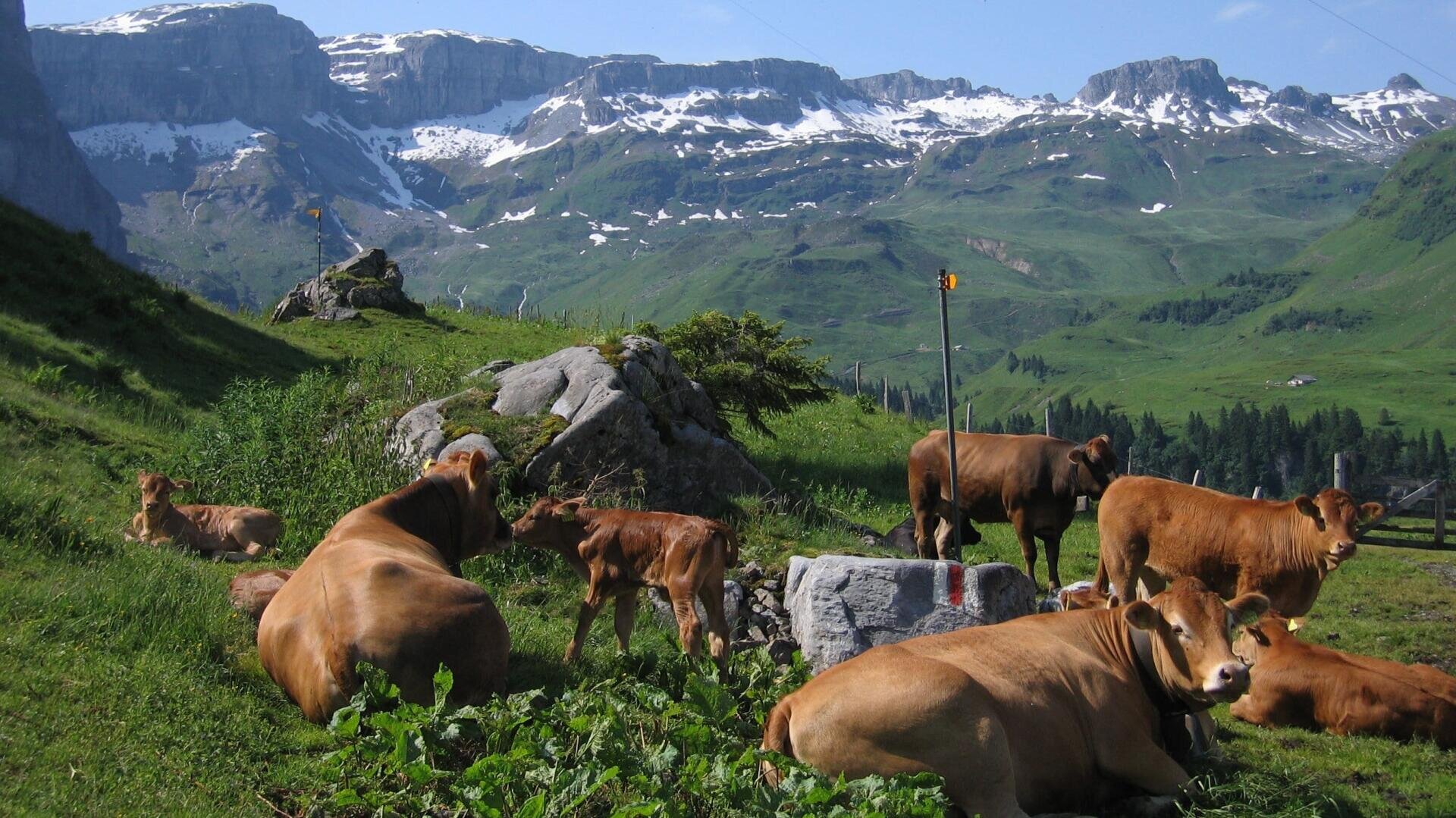 Eine Gruppe brauner Kühe und Kälber ruht und weidet auf einem grasbewachsenen Hügel mit Felsen, mit grünen Bergen und schneebedeckten Gipfeln im Hintergrund unter einem blauen Himmel.