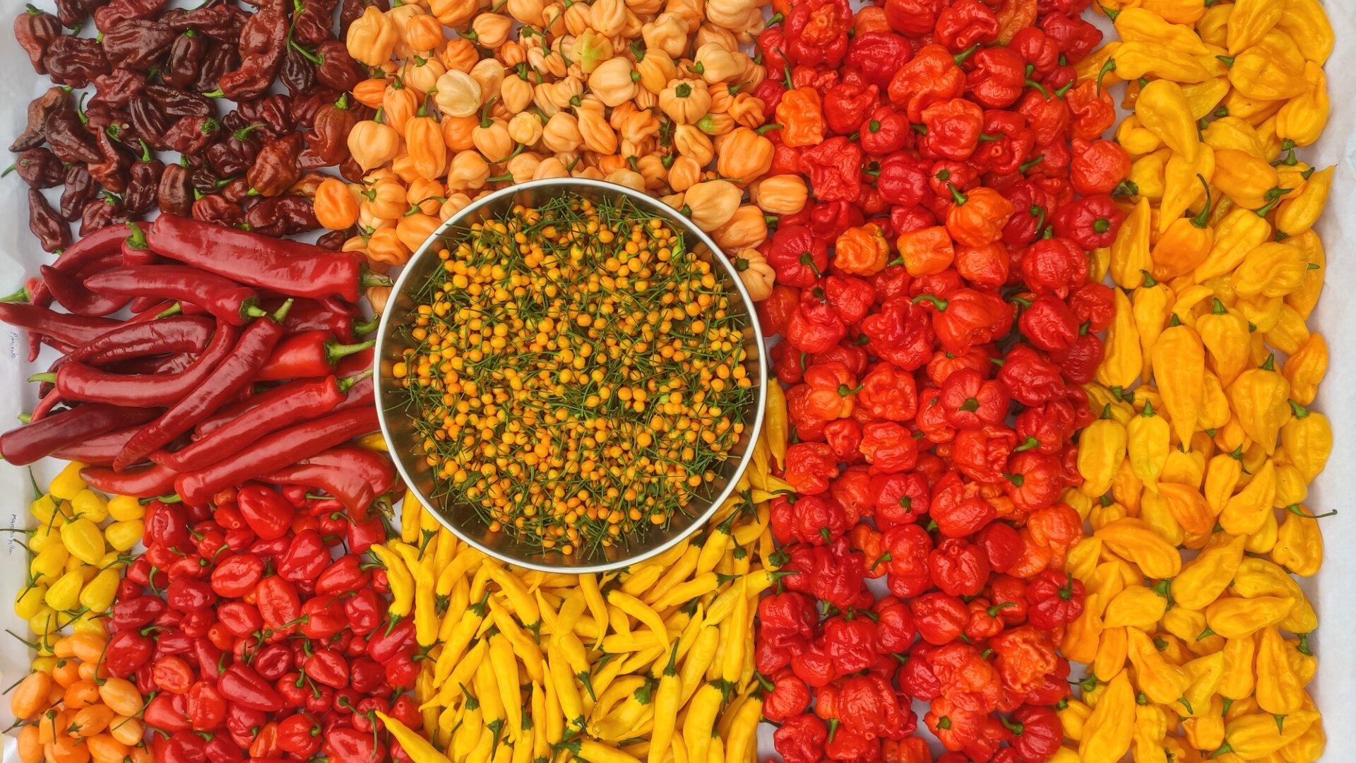 Eine große Schale mit kleinen gelben und grünen Chilischoten steht in der Mitte, umgeben von farbenfrohen Reihen verschiedener frischer Paprika in Rot-, Orange- und Gelbtönen, die fein säuberlich in einer lebhaften Auslage angeordnet sind.