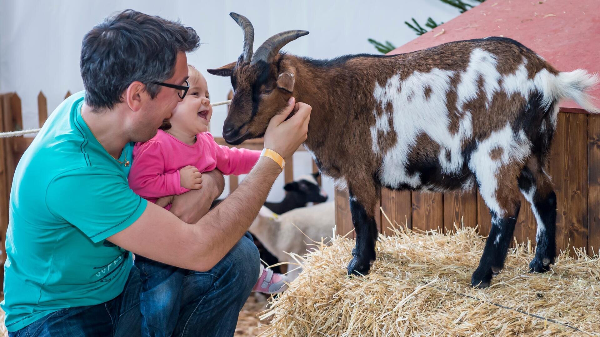 Ein Mann hält ein lächelndes Baby, während beide mit einer braunen und weißen Ziege interagieren, die in einem Streichelzoo auf Stroh steht.