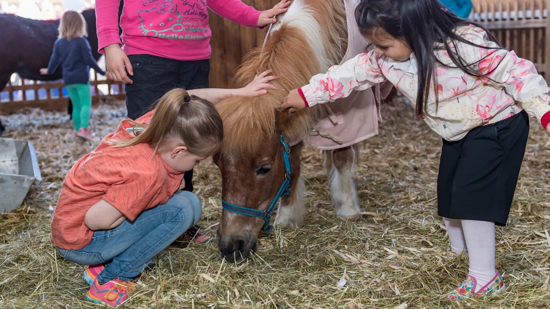 Zwei junge Mädchen streicheln sanft ein kleines braun-weißes Pony, das in einer Scheune Heu frisst. Im Hintergrund sind andere Kinder und Menschen zu sehen, und der Boden ist mit Stroh bedeckt.