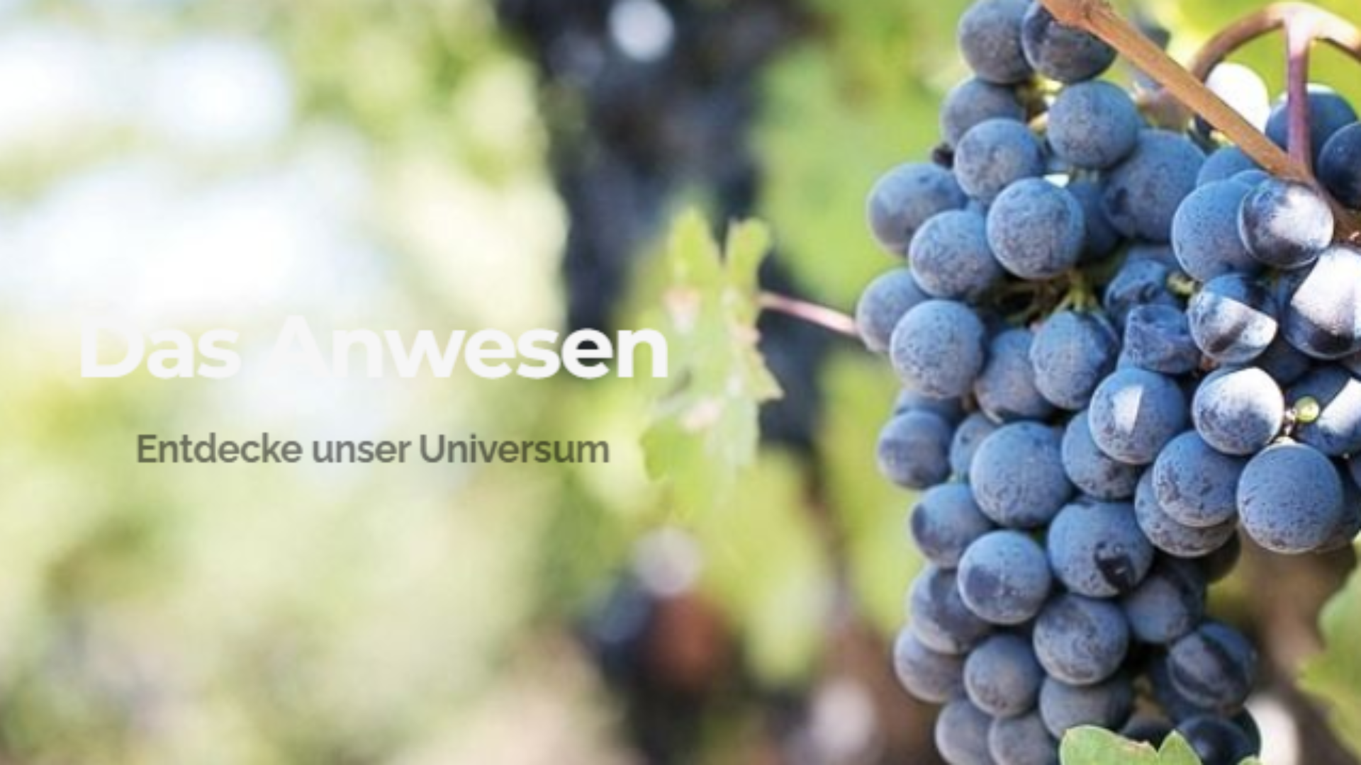 Nahaufnahme einer Traube reifer, dunkelvioletter Weintrauben, die an einer Rebe mit grünen Blättern hängen, mit dem Text "Das Anwesen. Entdecke unser Universum" überlagert das Bild.