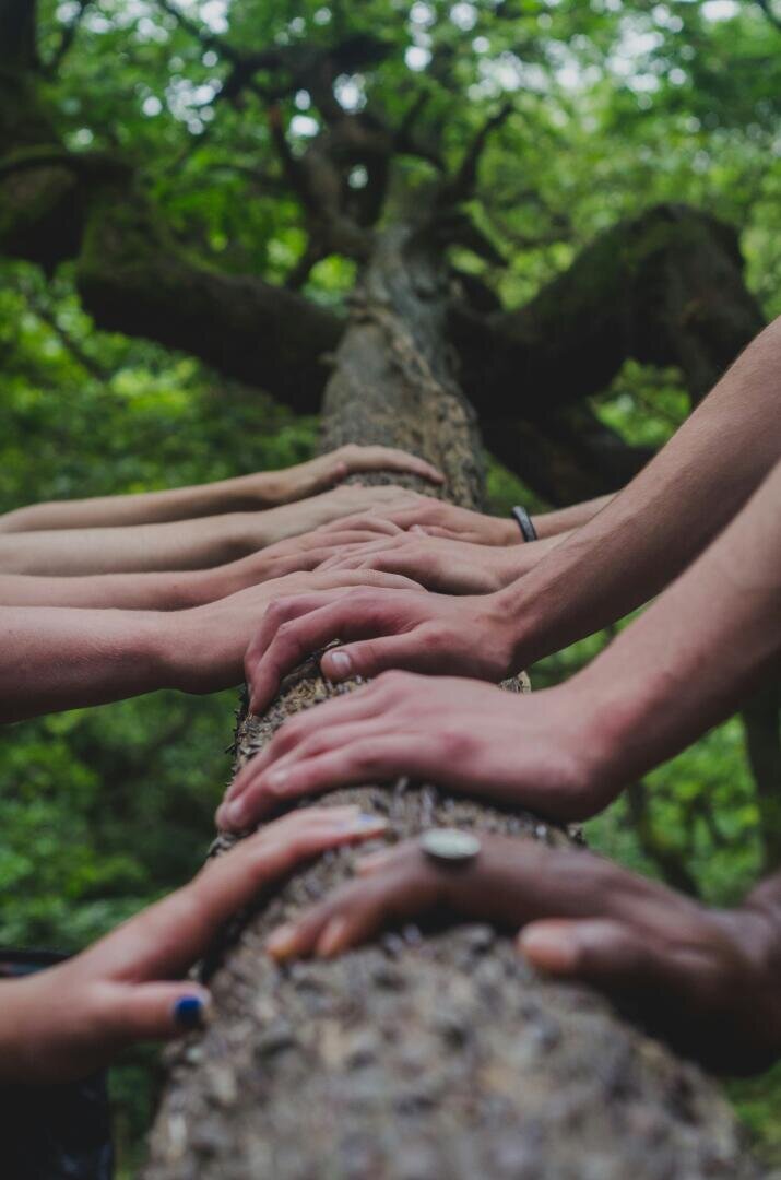 Mehrere Hände von verschiedenen Menschen sind entlang des Stammes eines umgestürzten Baumes in einem Wald zusammengelegt und symbolisieren Einheit und Verbundenheit mit der Natur. Der Hintergrund ist mit grünen Blättern gefüllt.