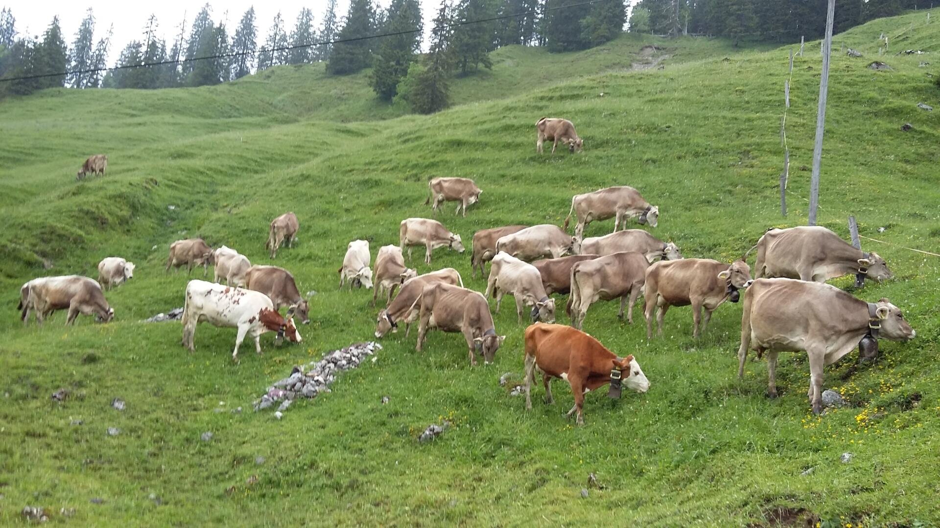 Eine Herde brauner und weißer Kühe weidet auf einem üppig grünen Hügel mit verstreuten Steinen und Wildblumen. Bäume und ein Drahtzaun säumen den Hintergrund unter einem bedeckten Himmel.